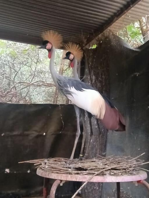 Casa Rural En El Campo Con Animales, Piscina Y Barbacoa Almodóvar del Río Eksteriør billede
