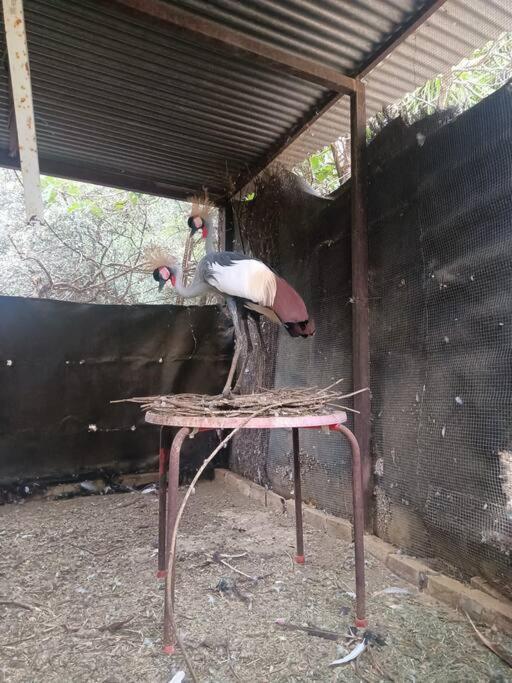 Casa Rural En El Campo Con Animales, Piscina Y Barbacoa Almodóvar del Río Eksteriør billede
