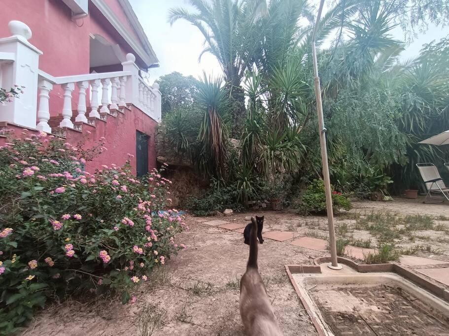 Casa Rural En El Campo Con Animales, Piscina Y Barbacoa Almodóvar del Río Eksteriør billede