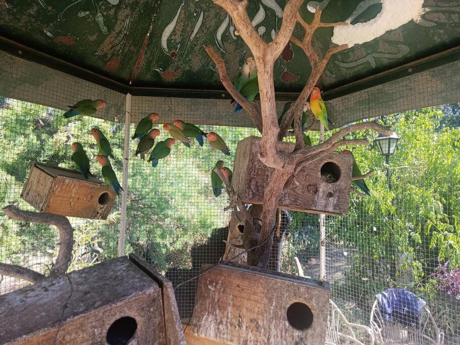 Casa Rural En El Campo Con Animales, Piscina Y Barbacoa Almodóvar del Río Eksteriør billede