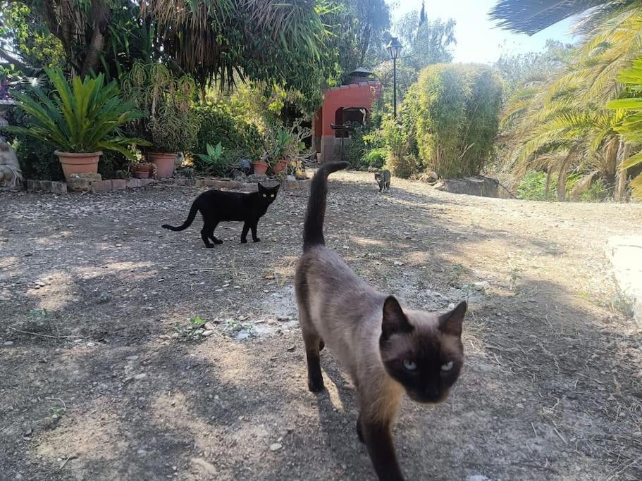 Casa Rural En El Campo Con Animales, Piscina Y Barbacoa Almodóvar del Río Eksteriør billede