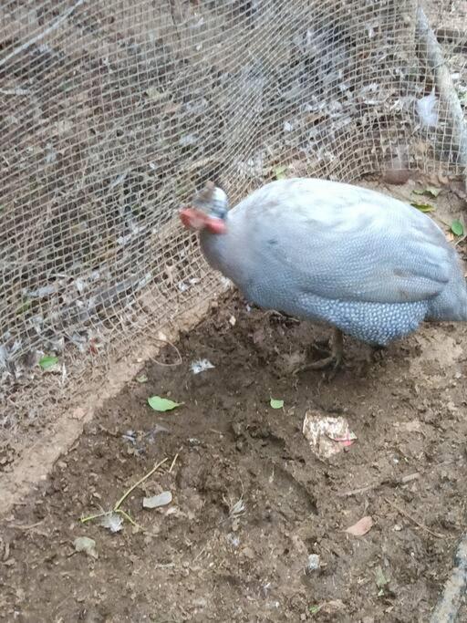 Casa Rural En El Campo Con Animales, Piscina Y Barbacoa Almodóvar del Río Eksteriør billede